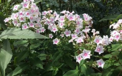 Mijn zomers verblijf als huisoppasser, maar er is meer nodig